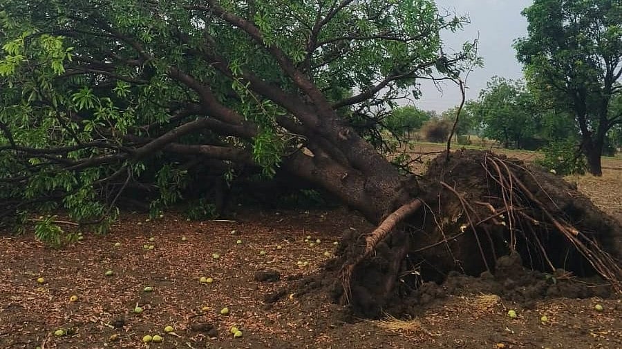 Heavy Rain, Hailstorms & Strong Winds Hit Majalgaon & Kaij Areas In Beed
