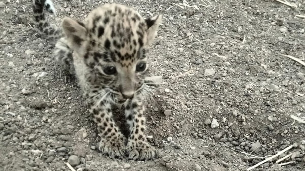 Leopard Cub Rescued From Riverside Bushes In Dhar; Shifted To Van Vihar, Bhopal, For Specialised Treatment