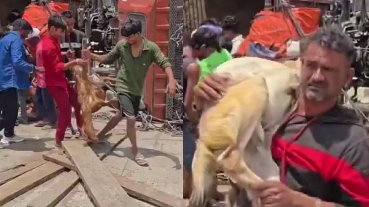 'Kaise Log Hai Ye': Bystanders Loot Dead Goats After Truck Overturns On Highway In UP's Kaushambi; Viral Video Enrages Netizens