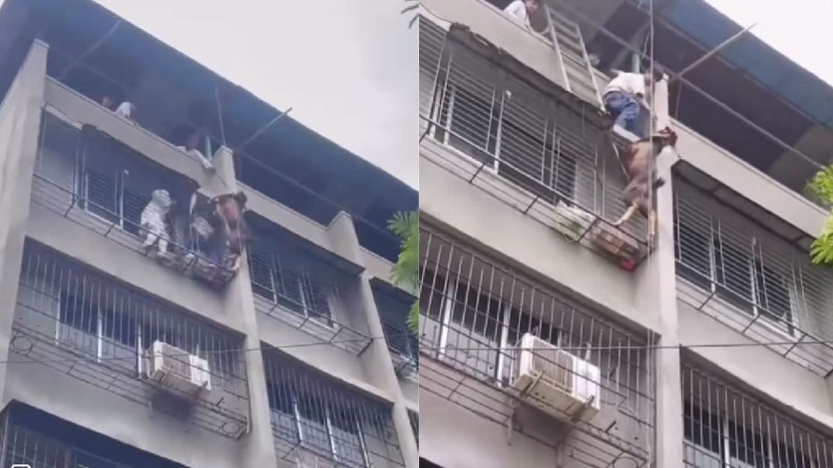 Dramatic Video Shows Youths Rescuing Goat Hanging From 4th Floor Of Building In Thane's Mumbra; Clip Goes Viral