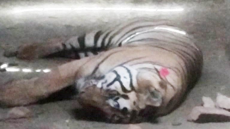 Woman Killed In Tiger Attack, Forest Men Held Hostage By Villagers Near The Bandhavgarh Tiger Reserve