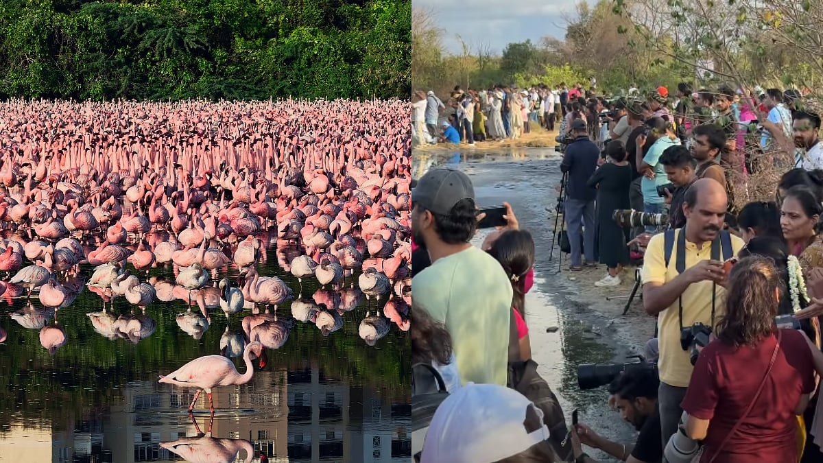 'Flamingos Se Zyada Log': Video Shows Massive Overcrowding At Navi Mumbai Migration Site To Spot Dreamy Pink Birds