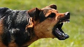 Karjat Stray Dog Attack: Rescuers Deny Rabies Claims, Say Animal Under Observation After Injuring Several Including Child