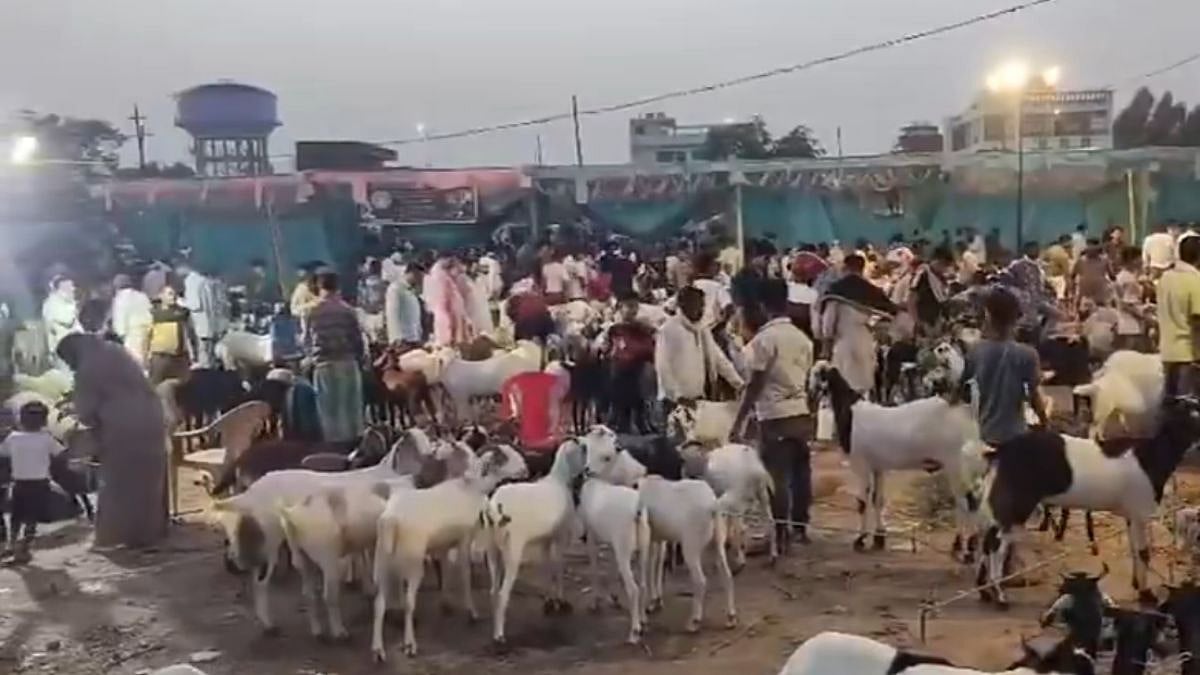 Eid-ul-Adha Rush: Lucknow Goat Markets See Surge In Buyers Amid Rising Prices | Video