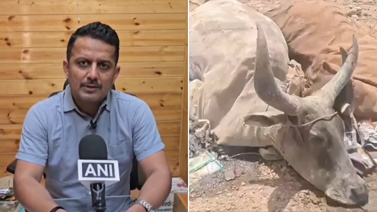 Rajasthan Shocker: 'Contractor Will Be Suspended,' Municipal Council Commissioner Lajpal Singh Sodha After 300 Cattle Carcasses Found At Dumping Yard In Jaisalmer | Video