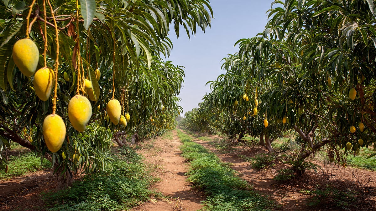Guess This ‘Mango City Of India’ — It’s Not In Maharashtra & Produces Over 150 Varieties Of The King Of Fruits