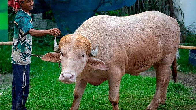 Viral 'Donald Trump Buffalo' From Bangladesh Worth ₹2.5 Lakh To Get Slaughtered Ahead Of Eid-Al-Adha