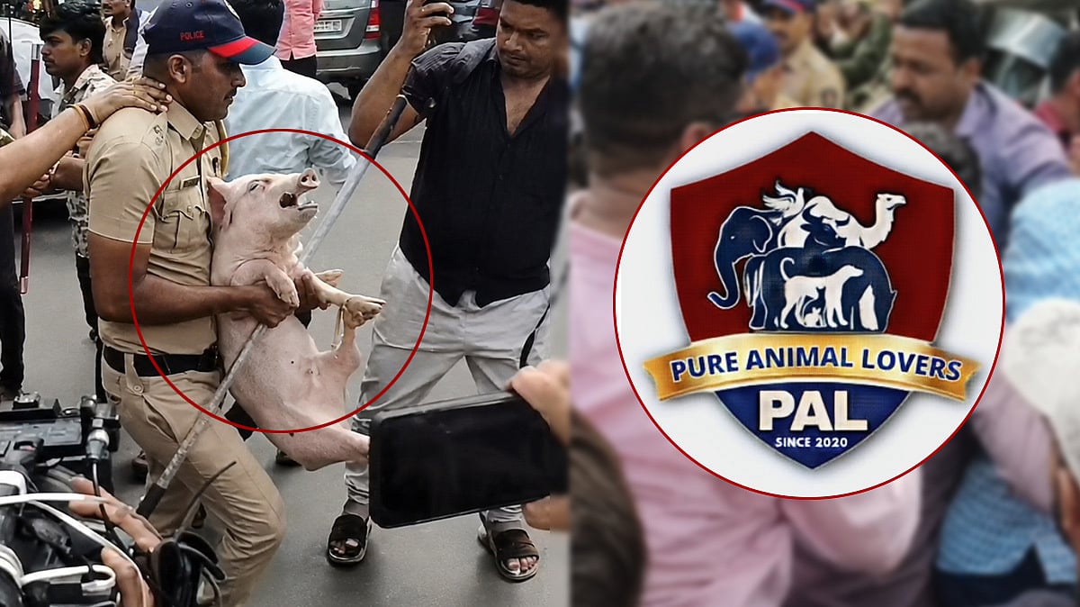 'It's In Safe Hands': Mumbai Animal Group Rescues Pig Brought To Counter Sacrificial Goats In Mira Road
