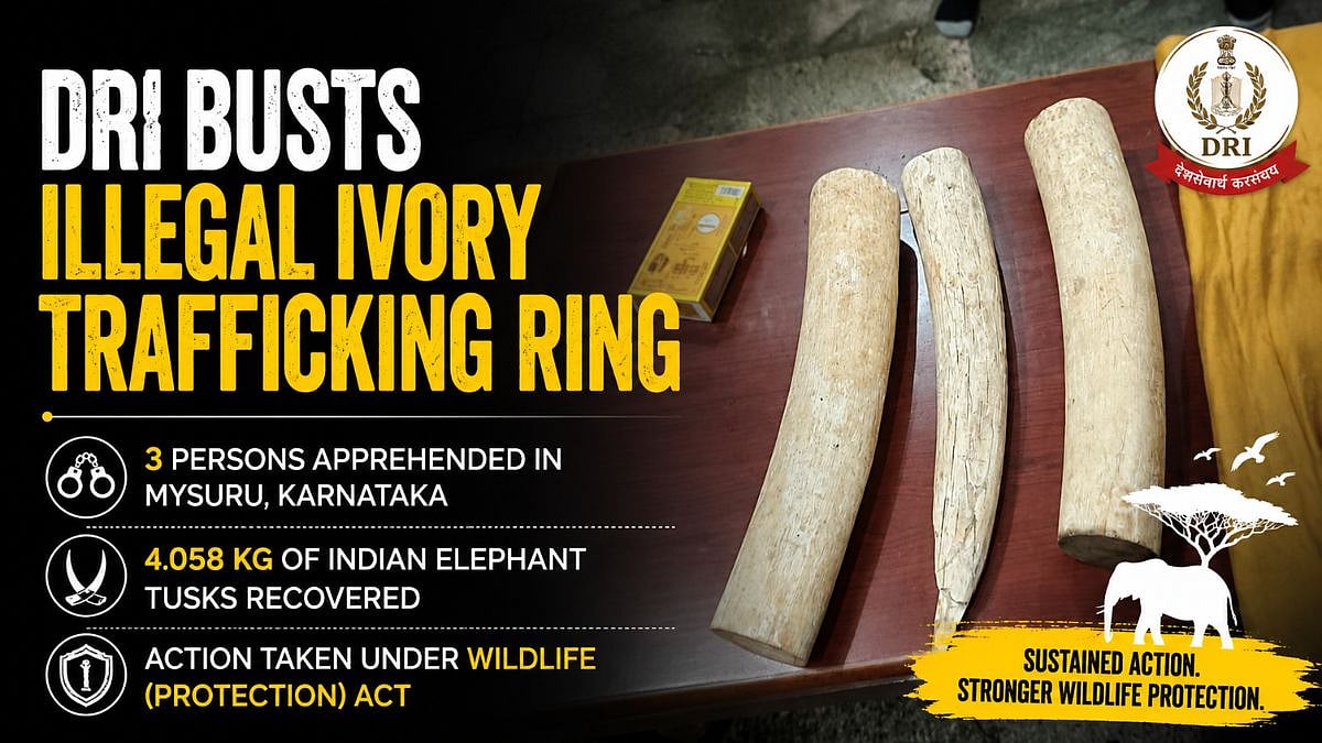 Mumbai DRI Busts Ivory Trafficking Syndicate In Karnataka's Mysuru, Seizes 4 Kg Of Elephant Tusks; 3 Held