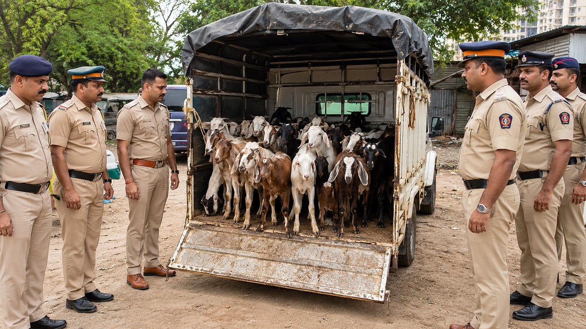 Virar Police Seize Pickup Vehicle And 42 Goats In Illegal Animal Transport Check Ahead Of Bakri Eid