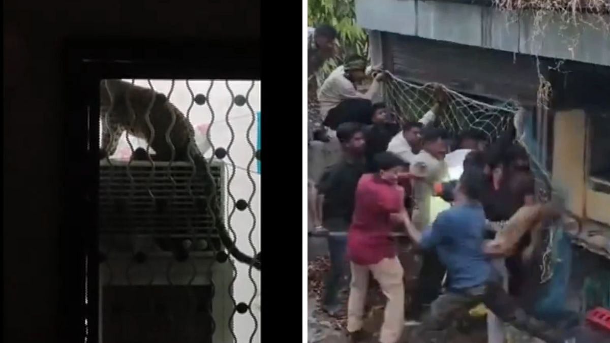 VIDEO: Leopard Strays Into Residential Area In Maharashtra’s Amravati, Rescued After 3-Hour Operation