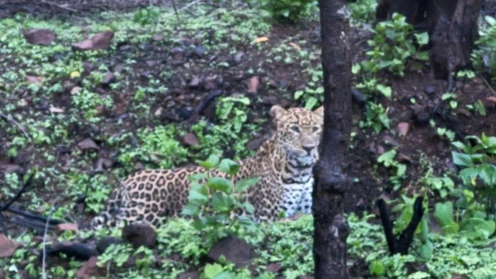 Leopard Sightings Trigger Fear In Kasrawad Village, Residents Allege Forest Department Inaction