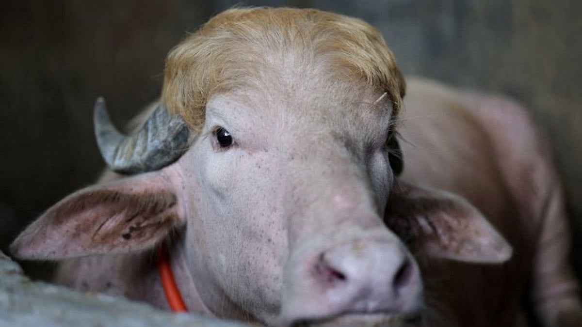 Bangladesh’s Viral 'Donald Trump Lookalike' Buffalo Spared From Eid Sacrifice, To Be Shifted To National Zoo