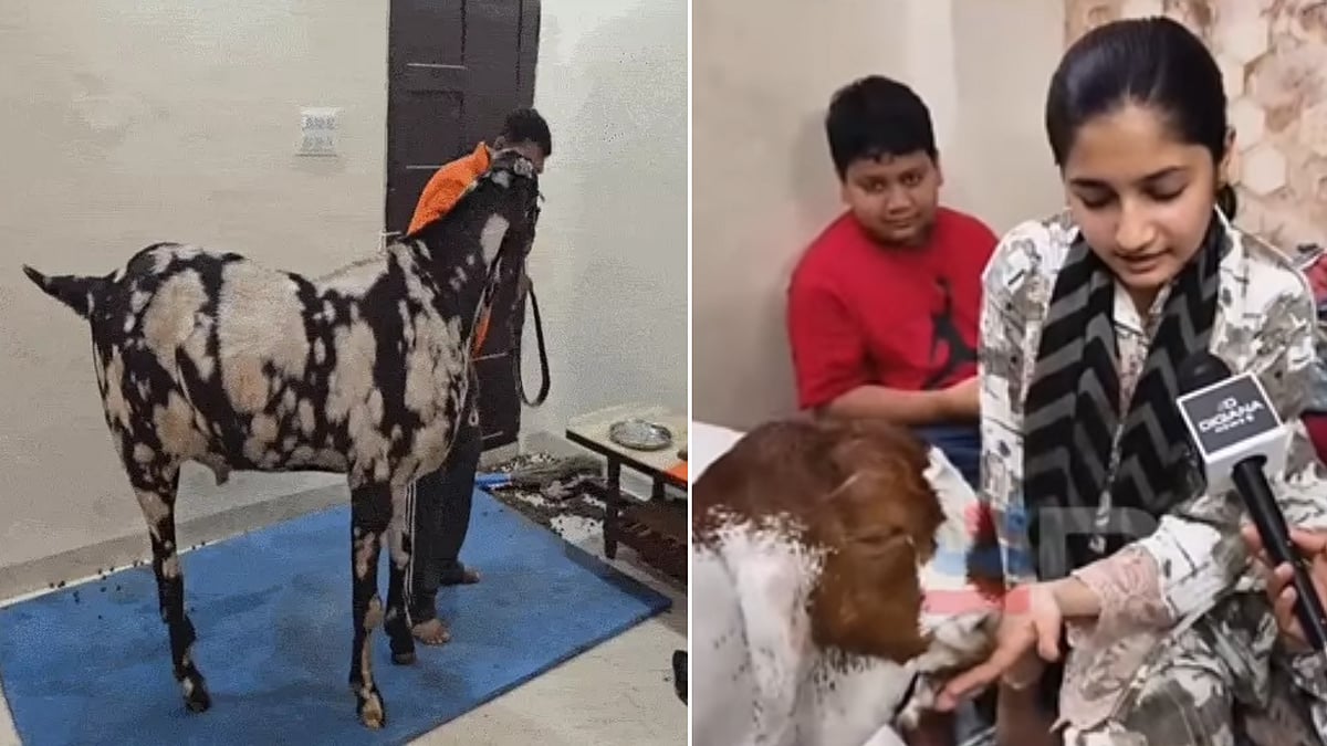 Bakrid Special: Indore’s 200-Kg & 48 Inch Tall Goat ‘Sultan’ Costs ₹8 Lakh 