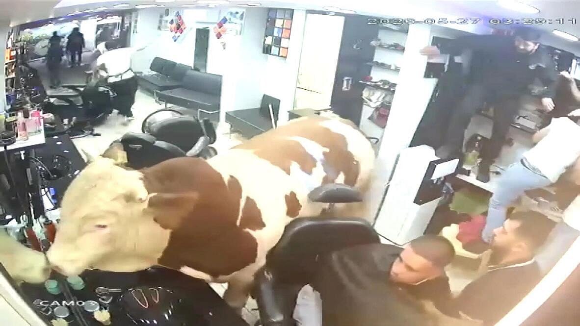 Sacrificial Bull Escapes Owner, Storms Into Istanbul Barber Shop; Sparks Chaos In Streets - VIDEO 