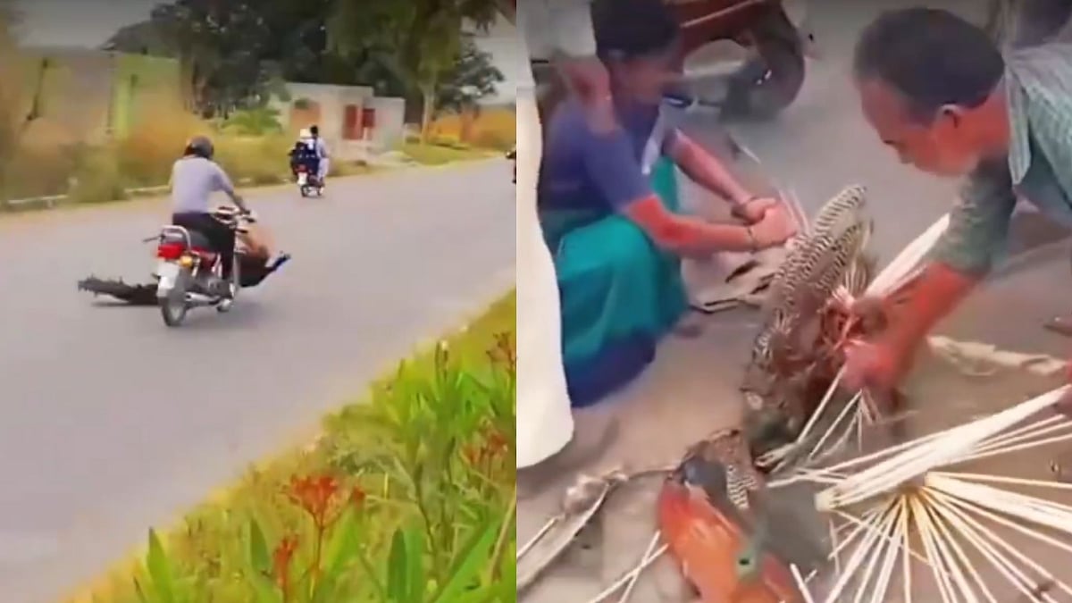 'Shame On Humanity!' Injured Peacock Left Crying In Pain As Bystanders Pluck Feathers Instead Of Helping - VIDEO
