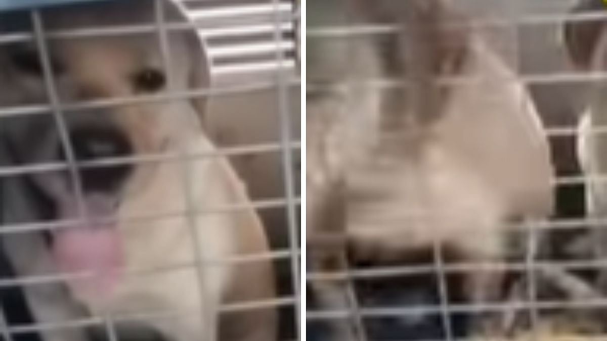 Pet Dog Dies On Train Journey From Ludhiana To Pune Due To Alleged Negligence By Rail Staff; 3 Others Critical