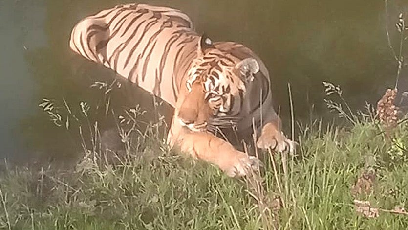 Tigresses Outnumber Males At Durgavati Reserve, Tiger To Be Shifted From Kanha