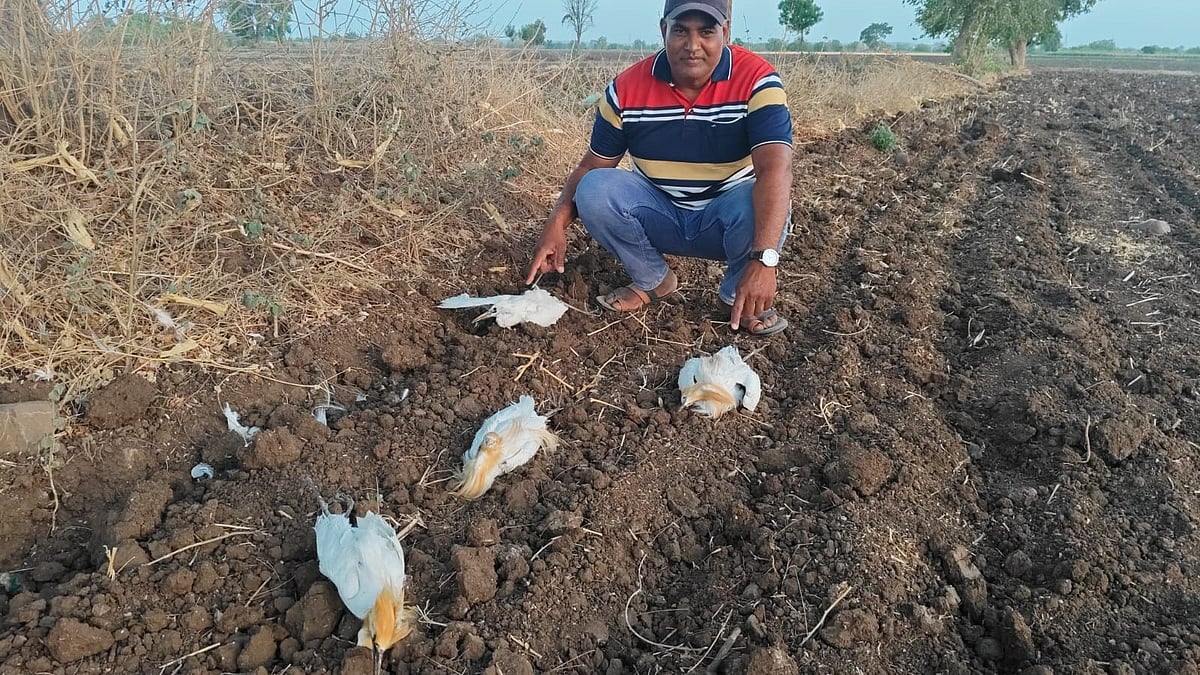 Egrets Die In Nautapa Heat, Fall From Trees Along Narmada In Kasrawad