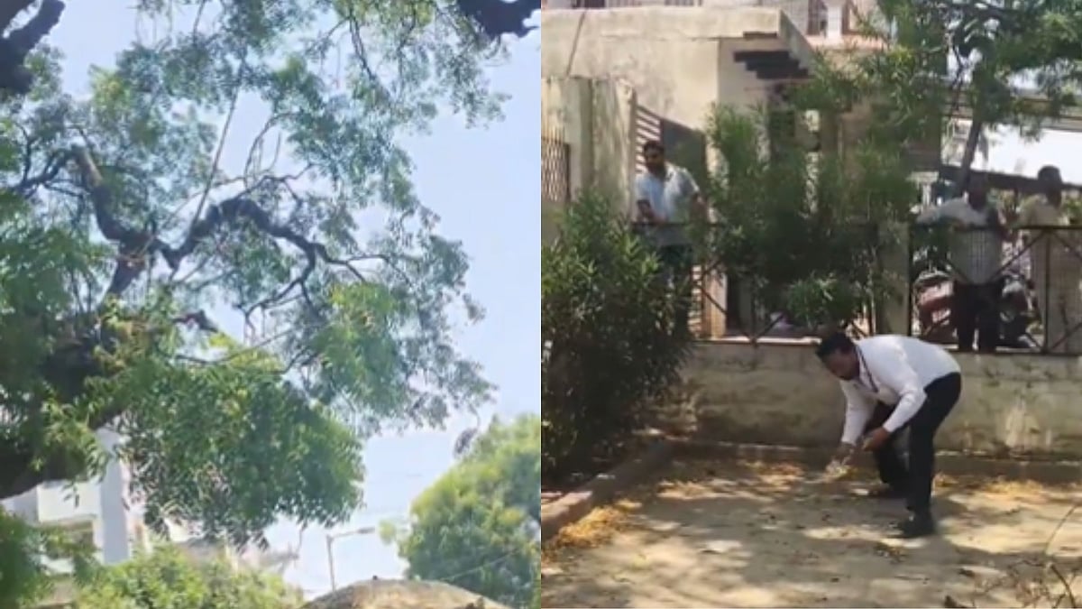 Video: Monkey Snatches Lawyer’s ₹2 Lakh Bag, Showers Currency Notes From Tree In Bulandshahr