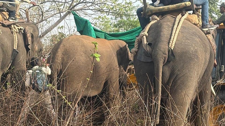 Rescued Elephant Moves Separately In Bandhavgarh Forest, Yet To Join Jumbo Herd
