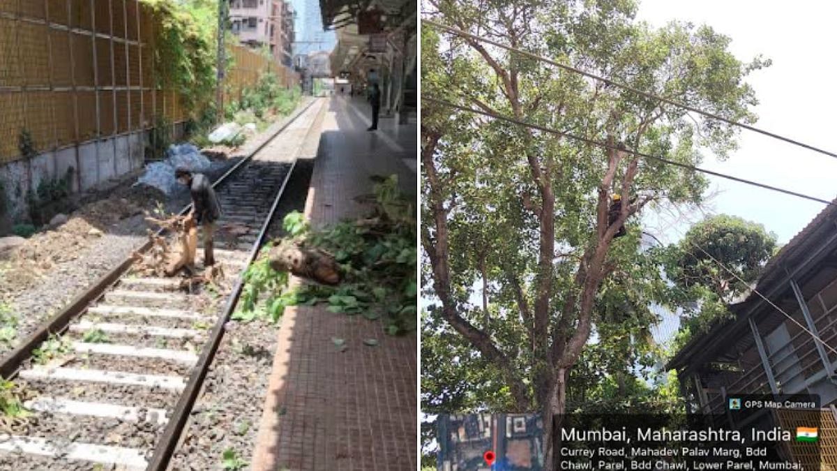 BMC Races Against Time To Trim 4,000 Trees Before Monsoon As May 31 Deadline Ends; 80,000 Already Completed