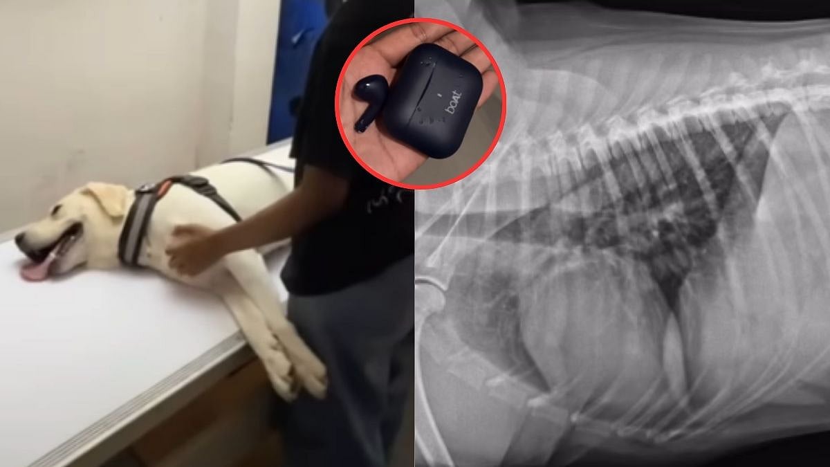 'We Were Preparing For Surgery': Dog Swallows Earbud In Viral Video – Here's What Happened Next