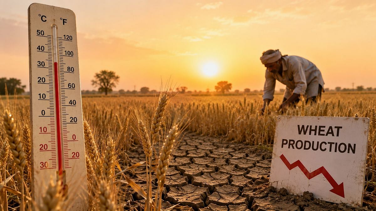 Uttar Pradesh: Rising Night Temperatures And Shorter Winters Threaten Wheat Production, Warns Climate Study