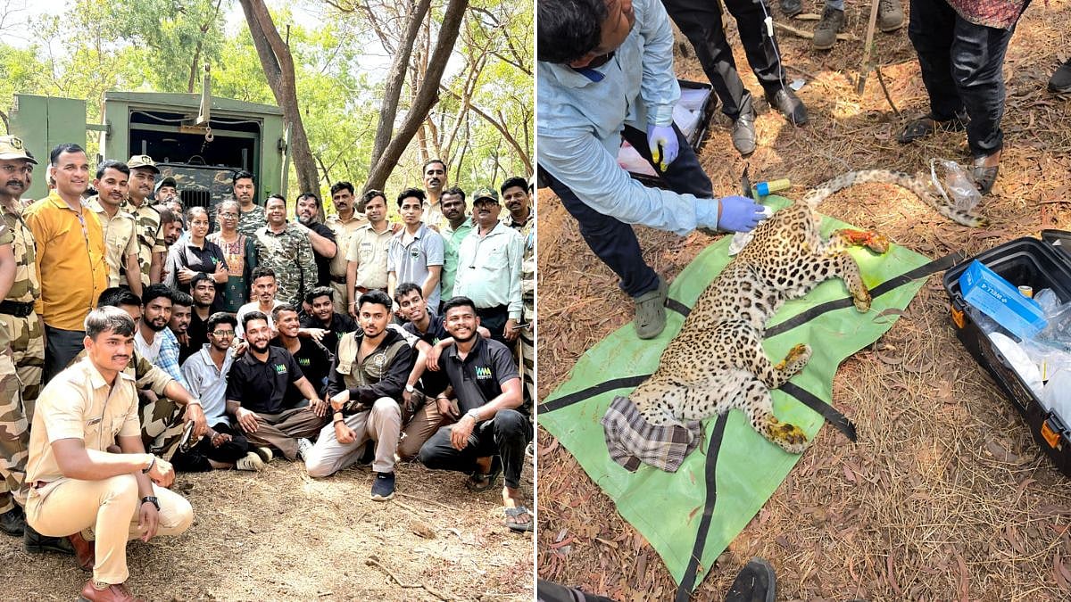 Thane Wildlife Rescue: Forest Dept Successfully Saves Critically Injured Leopard From Yeoor Forest Zone; Animal Undergoes Intensive Treatment