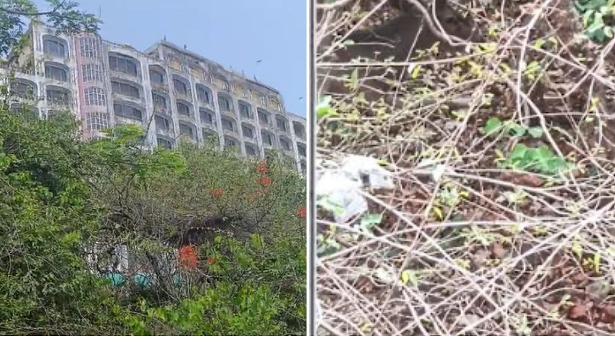 Trapped Sambar Deer Spotted From Residential Building In Aarey Colony Remains Immobile For Three Days, Rescue Underway