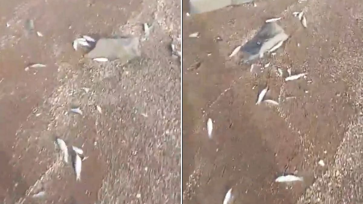 Palghar: Millions Of Dead Fish Wash Ashore; Fishermen Write To Minister Pankaja Munde, Seek CMFRI Probe Into Suspected Tarapur MIDC Pollution