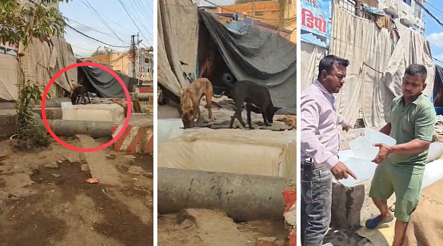 VIRAL VIDEO Shows Dogs Licking Ice Blocks Kept For Sale In Bhopal; Stock Thrown Into Drain; Vendor Fined ₹2K