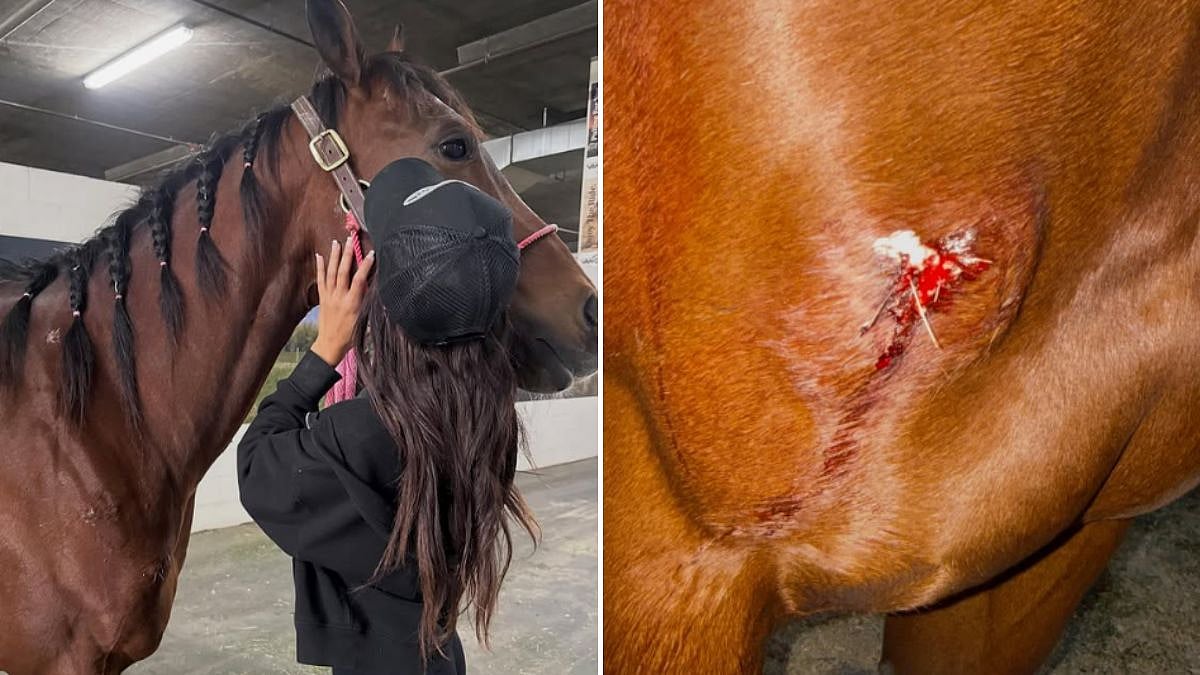 Shocking! 'Obsessive Stalker' Stabs 3 Horses In Las Vegas Racing Event; Teen Arrested On Animal Cruelty Charges