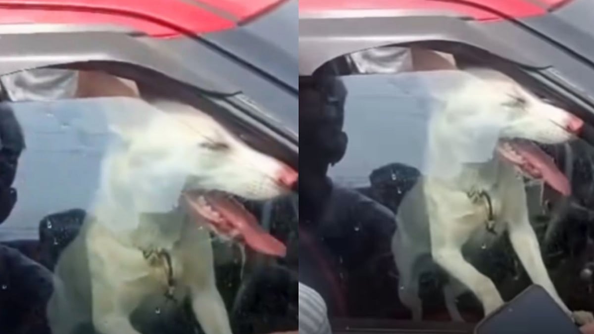 'Owners Should Be Locked Same Way': Dog Rescued From Locked Car In Guwahati After Being Left in Extreme Heat for Hours