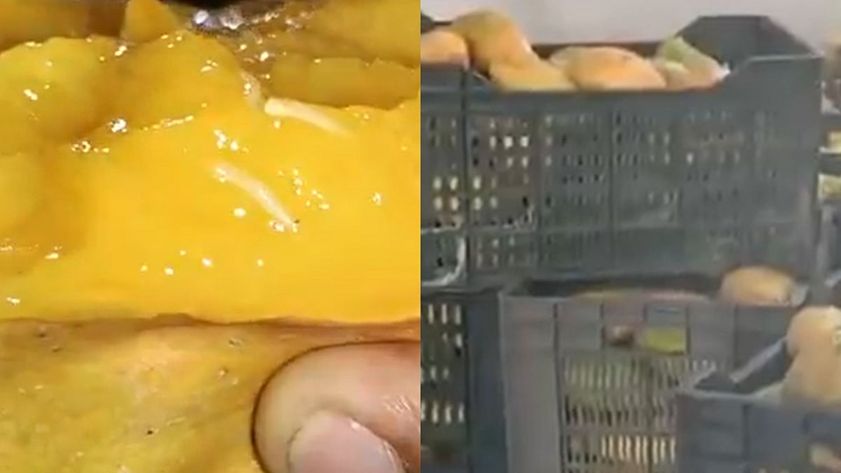 Video: FSSI Ceases Tons Of Worm-Infested Mangoes From Mehsana Juice Production Unit After Raid