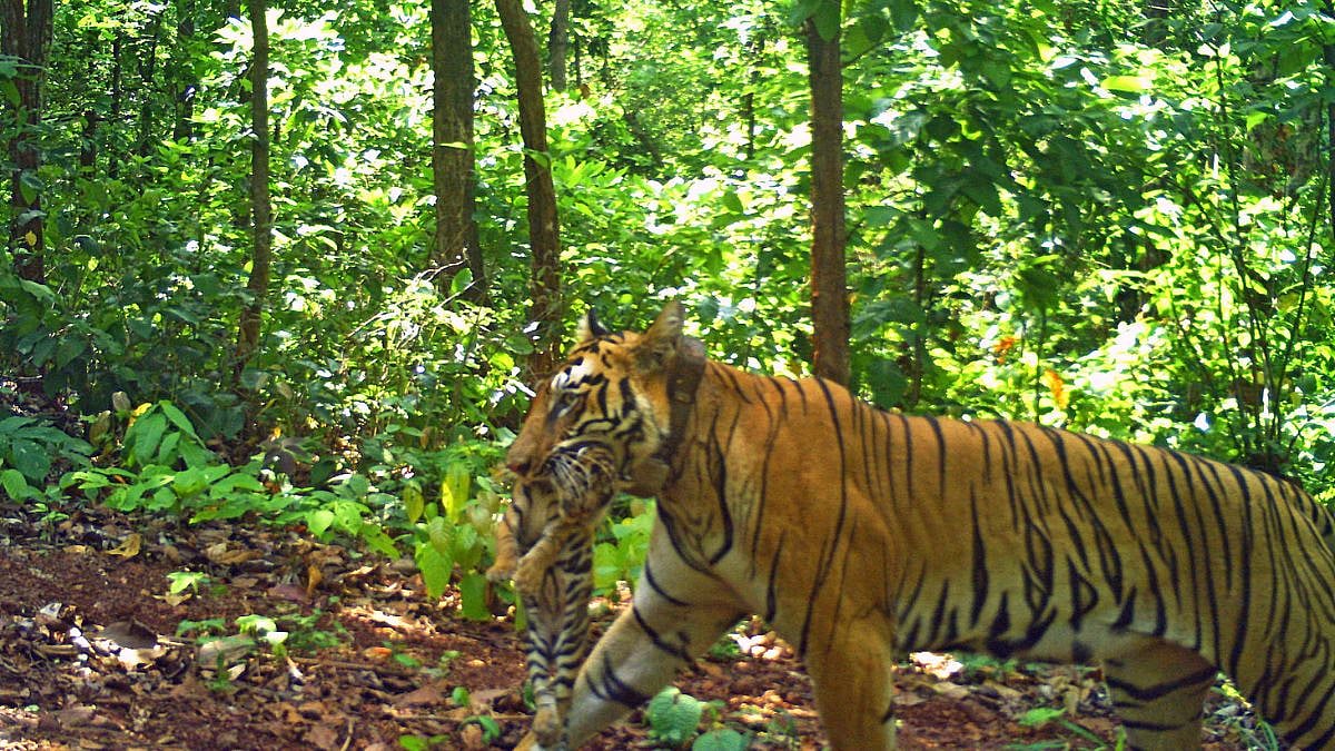 Odisha's Conservation Success: Relocated Tigress 'Jinath' Gives Birth To 4 Cubs In Similipal Tiger Reserve