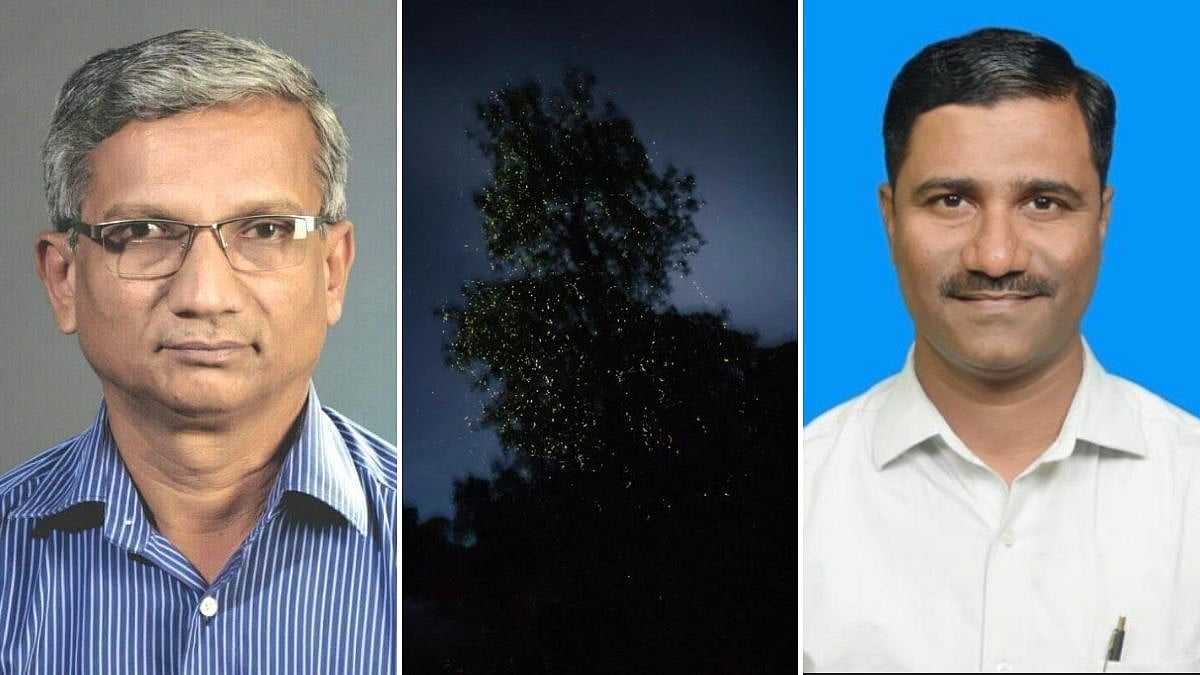Firefly Tourism In Western Maharashtra Sparks Ecological Alarm Amid Breeding Season Disruption