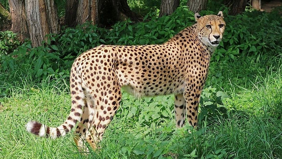 India-Born Cheetah Injured In Kuno National Park 