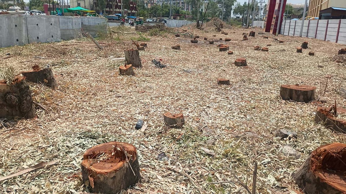 MP's Green Cover Shrinks By 612.41 Sq Km; Proposed Felling Of Nearly 13 Lakh Trees In 2026 Raises Environmental Concerns