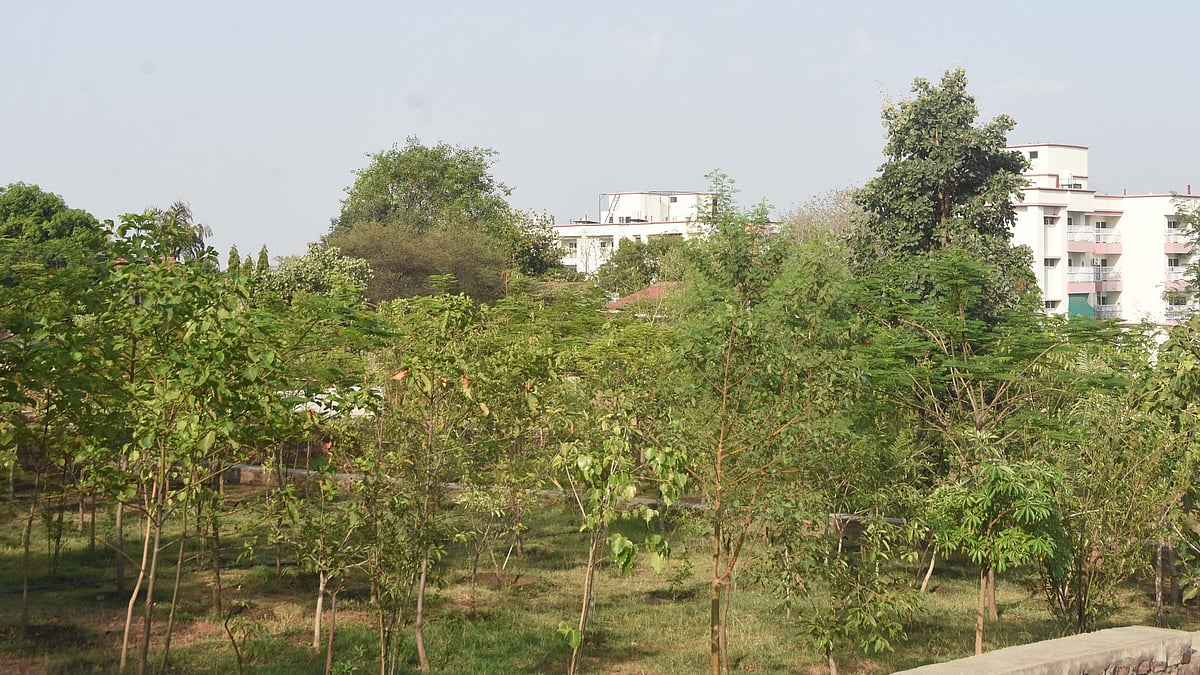 Unaware Of Health Risks, Bhopal Municipal Corporation Planted Thousands Of Now-Banned Conocarpus Trees