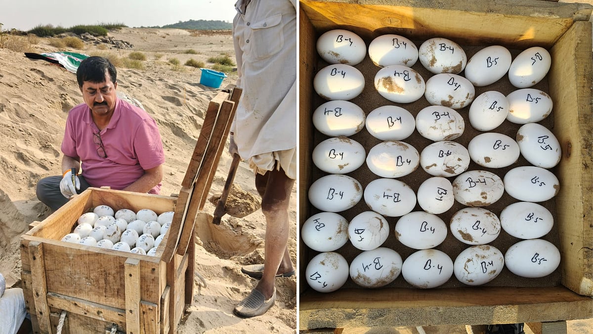  54 Gharial Hatchlings Successfully Emerge From 95 Eggs Deori Gharial Conservation Centre In Chambal -- VIDEO
