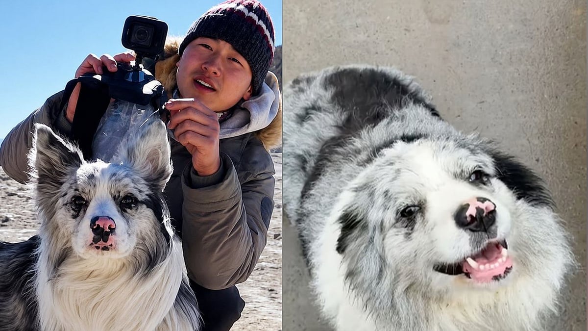 'This Broke My Heart': Viral Chinese Celebrity Dog With 1.5 Million Followers, Stolen, Sold & Slaughtered For Meat; Netizens Spark Outrage 
