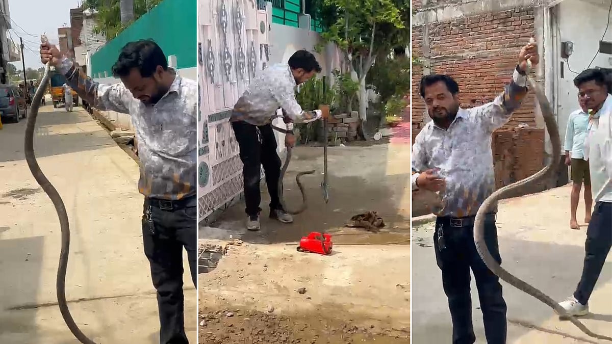 'It Was Well Fed At Minister's Place,' Expert Jokes After Catching 7-Foot Snake From MP Minister Dilip Ahirwar's Bungalow In Chhatarpur-- VIDEO
