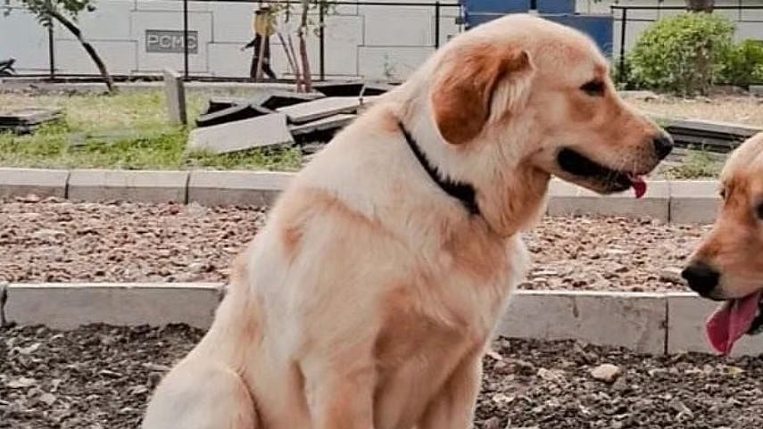 Pune: Case Registered Against Pet Dog Owners After Multiple Bite Incidents In Parvati Area