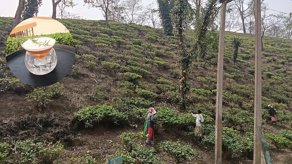 Tea Estate Inside A Wildlife Sanctuary? This Assam Experience Is Straight Out Of A Dream