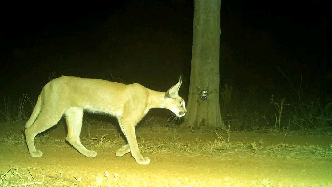 Rare Caracal Spotted In Kuno National Park; MP Chief Minister Mohan Yadav Hails Conservation Success-- VIDEO