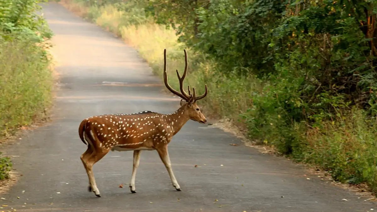 Indulge In Pre-Monsoon Trails At Mumbai's Sanjay Gandhi National Park; Check Full Guide From Dates & Timings