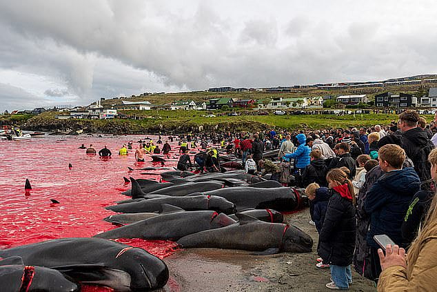 Sea Turns Blood Red As Hundreds Of Whales & Dolphins Slaughtered In Faroe Island Hunting Tradition; Horrifying Visuals Spark Outrage