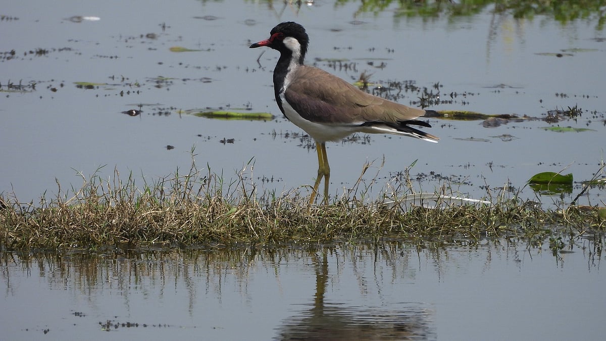 Jai Prakash Narayan Bird Sanctuary Becomes India's 100th Ramsar Site; Here's To Know More 