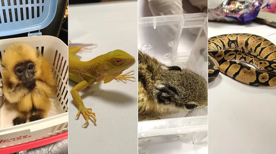 Mumbai Airport Customs Seize 29 Exotic Animals Smuggled From Bangkok By Indian Passenger